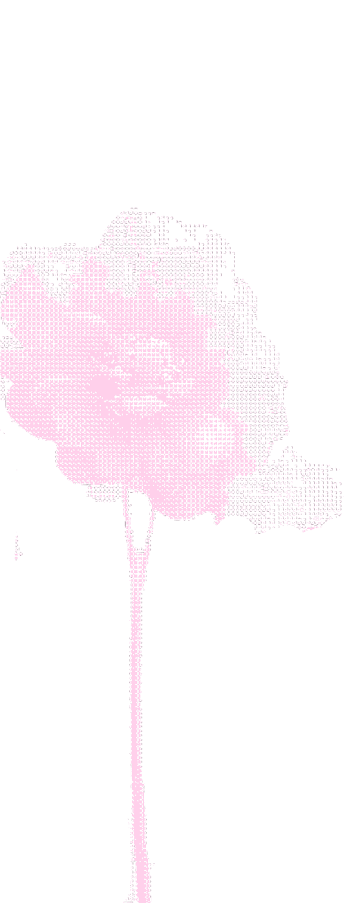 Light pink rose with long slender stem on a white background.