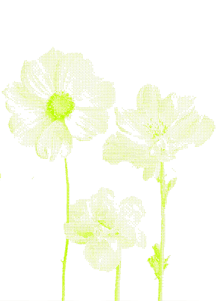 Three light green flowers with delicate petals on thin stems against a white background.