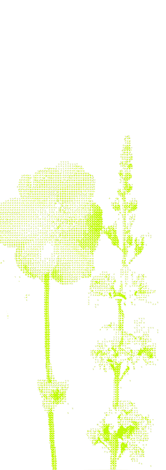 Green halftone illustration of two tall flowers with stems and petals on a white background.