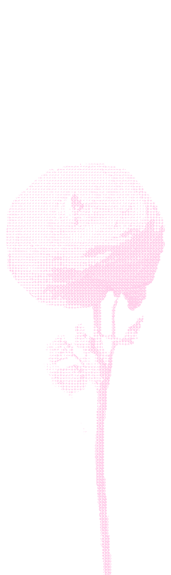 Pink, stylized illustration of a single blooming flower with a stem and leaves on a white background.