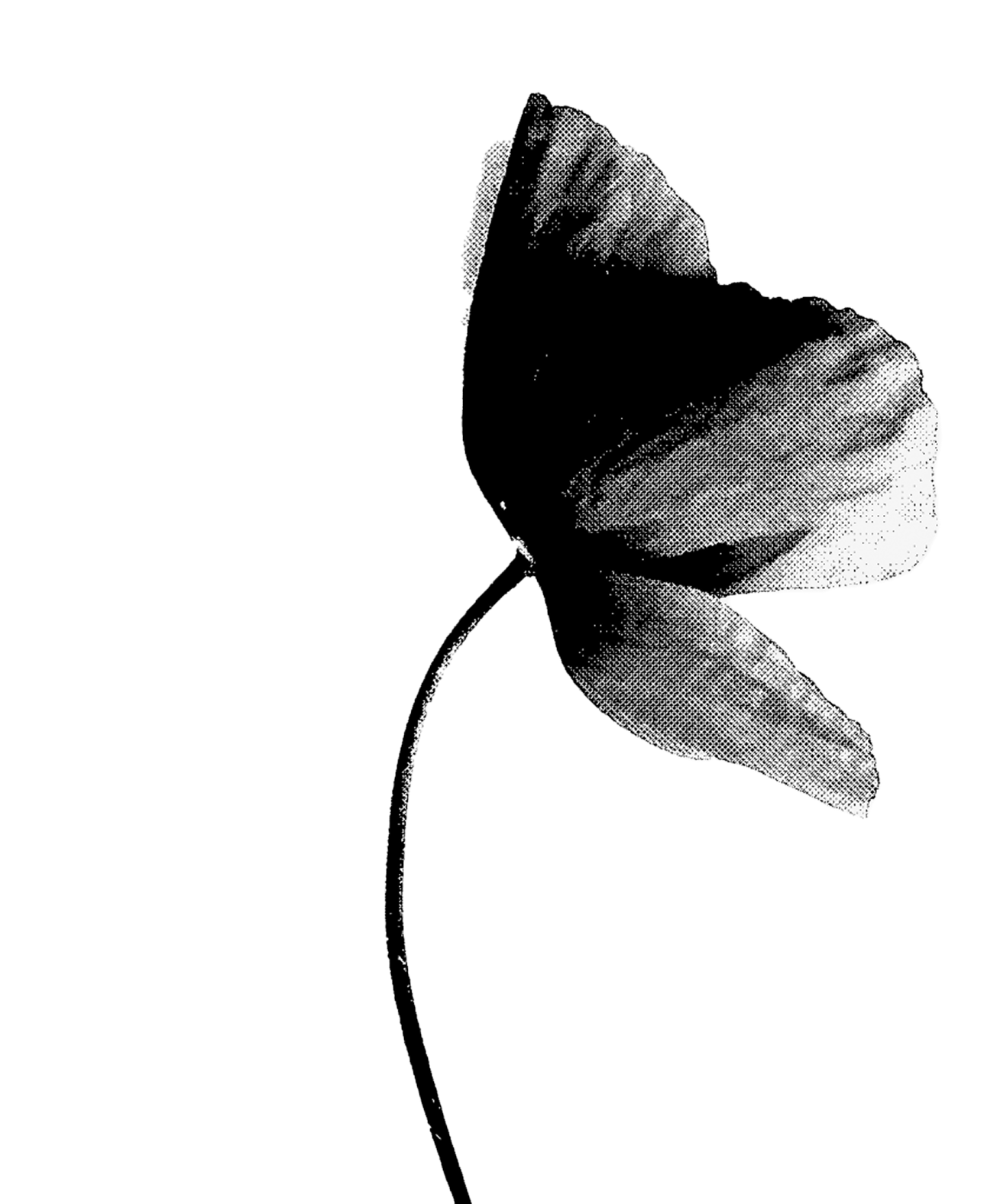 Black and white halftone image of a single flower with curved stem and partially opened petals.