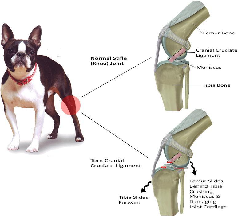 TPLO Dog Surgery - Experienced Veterinarian near Kansas City