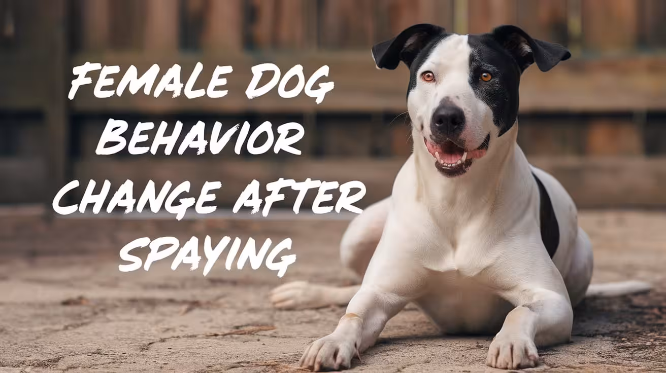Female Dog Behavior Changes After Spaying