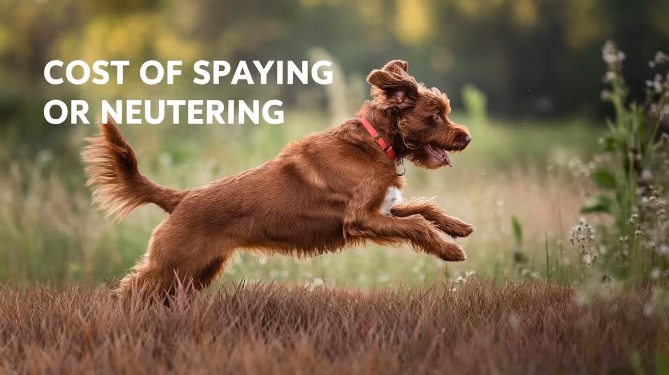 Cost of Spaying or Neutering a Dog (With Breakdown)