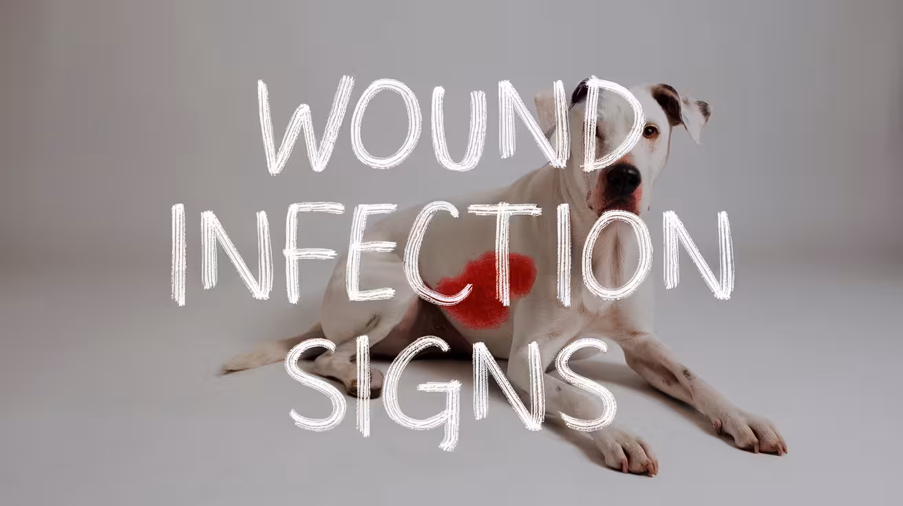 Dog Wound Infection Signs Every Owner Should Know