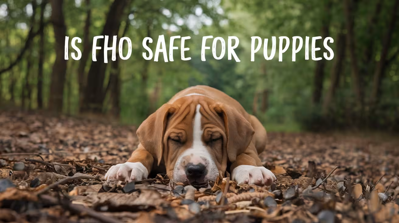 Is FHO Safe for Puppies With Hip Dysplasia?