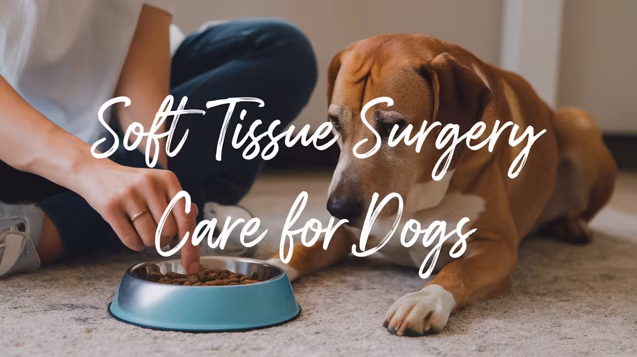 Soft tissue Surgery Care for Dogs: Feeding, Wounds & Rest