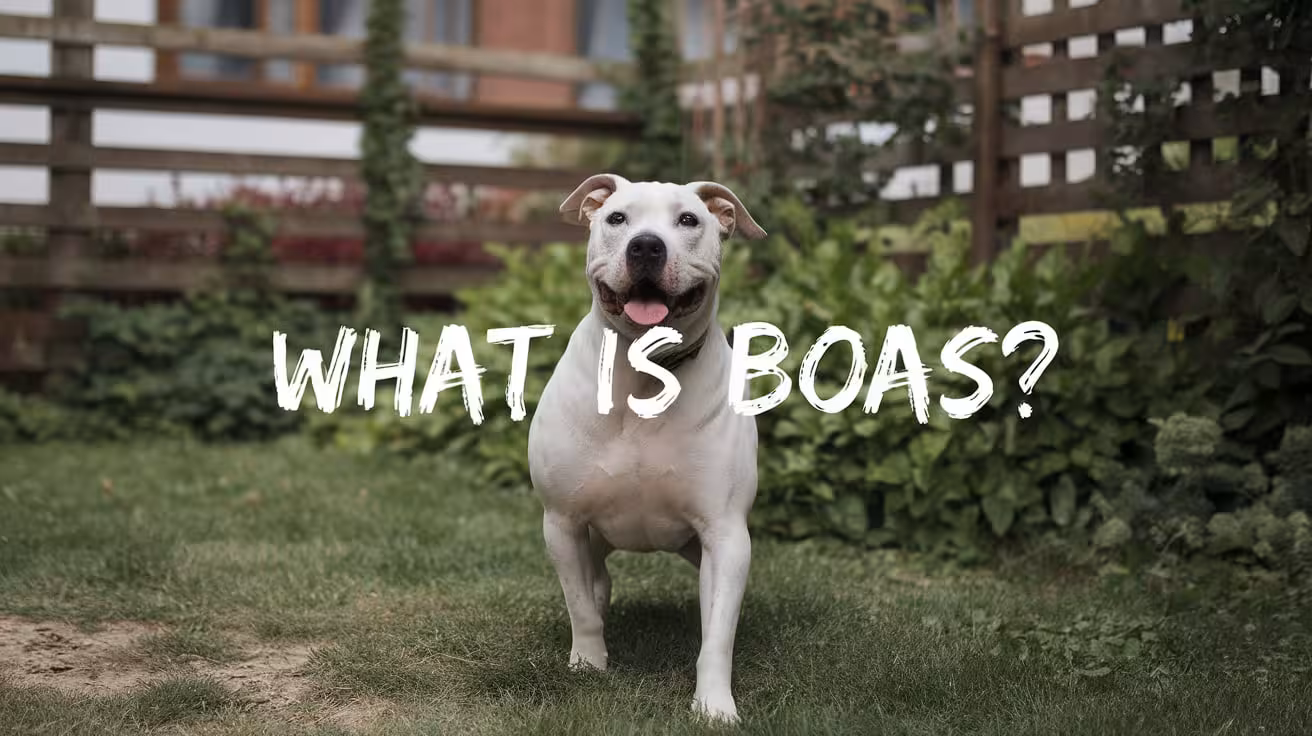 What Is BOAS (Brachycephalic Obstructive Airway Syndrome)?