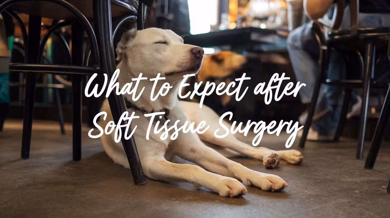 What to Expect After Your Dog’s Soft Tissue Surgery