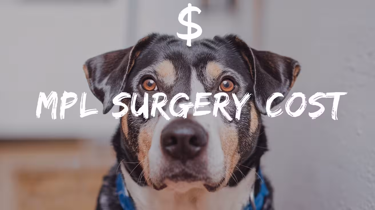 How Much Does MPL Surgery Cost for Dogs?