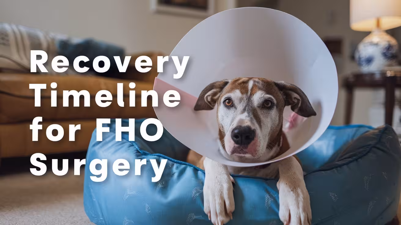 Recovery Timeline for Dogs After FHO Surgery