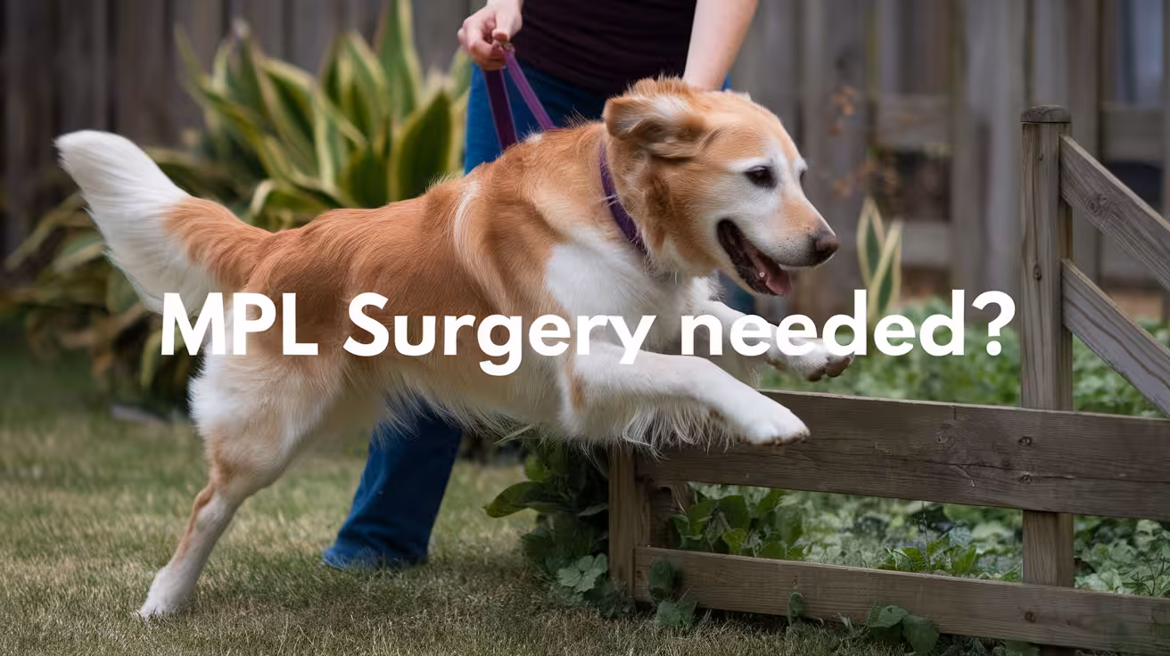 Is Surgery Necessary for Medial Patellar Luxation in Dogs?