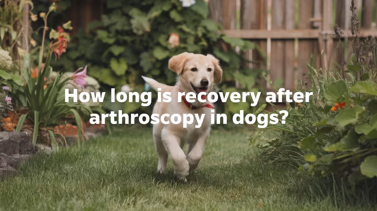 How Long Is Recovery After Arthroscopy in Dogs?