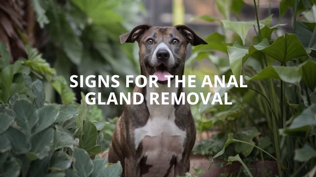 Signs Your Dog Might Need Anal Gland Removal Surgery