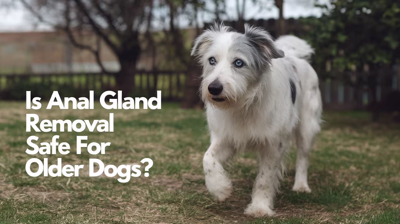 Is Anal Gland Removal Safe for Older Dogs?