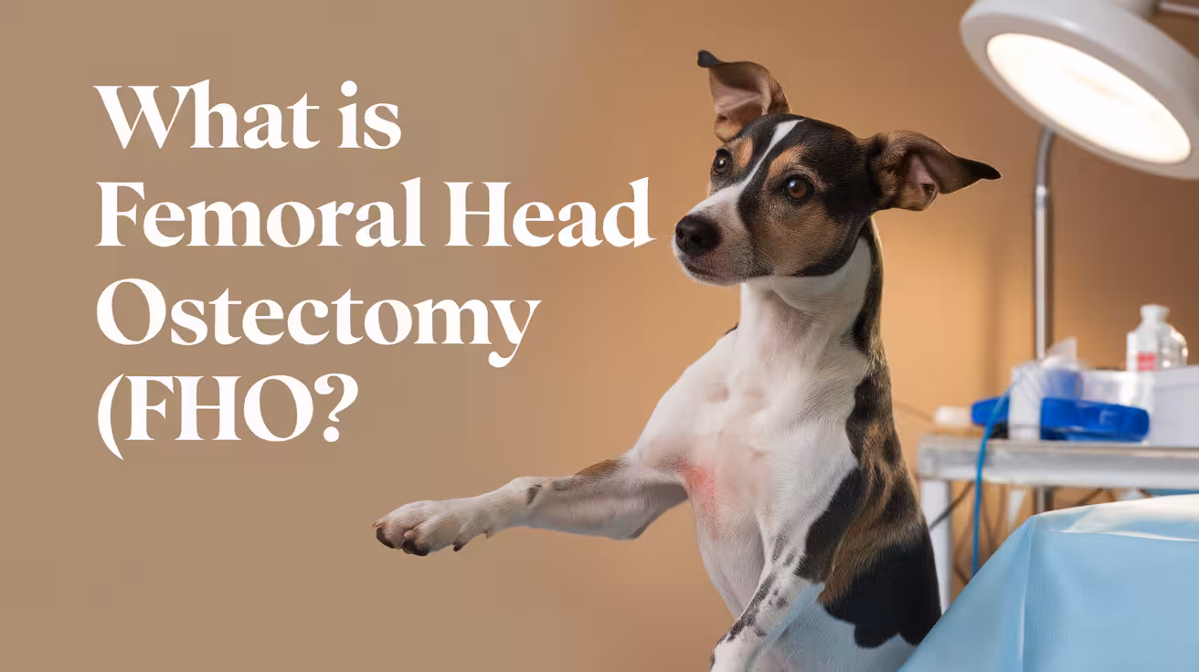What Is Femoral Head Ostectomy in Dogs?