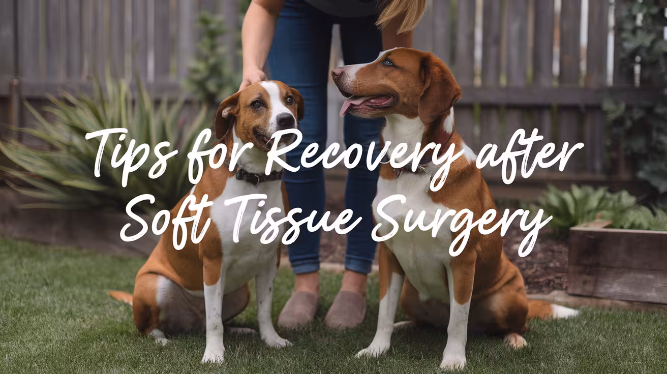 Tips for Managing Pain and Recovery After Dog Soft Tissue Surgery