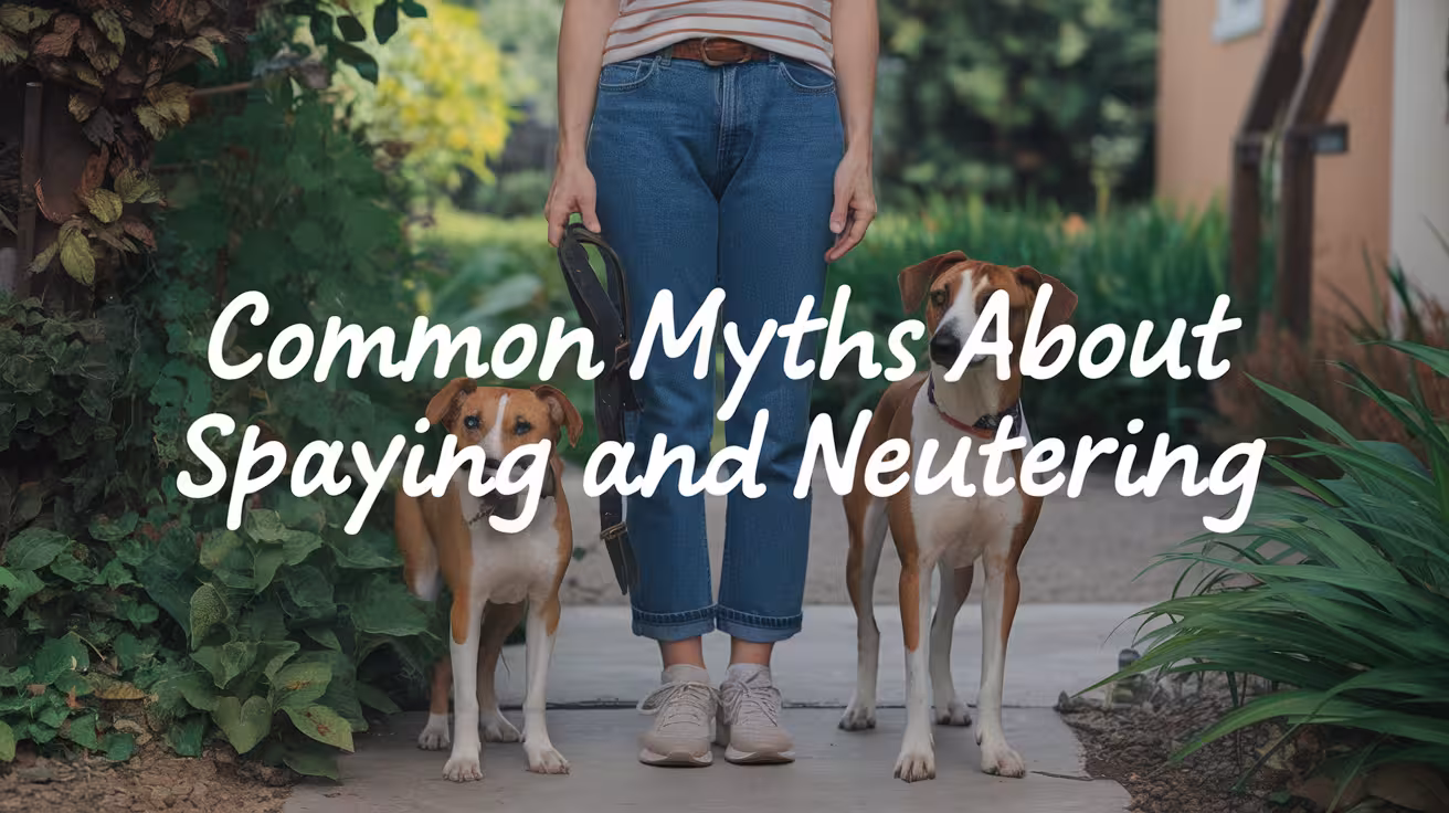 Common Myths About Spaying and Neutering Dogs