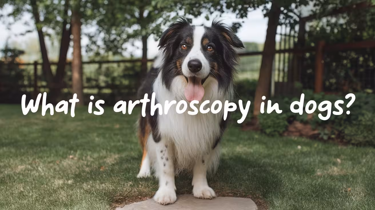 What Is Arthroscopy and When Is It Used in Dogs?