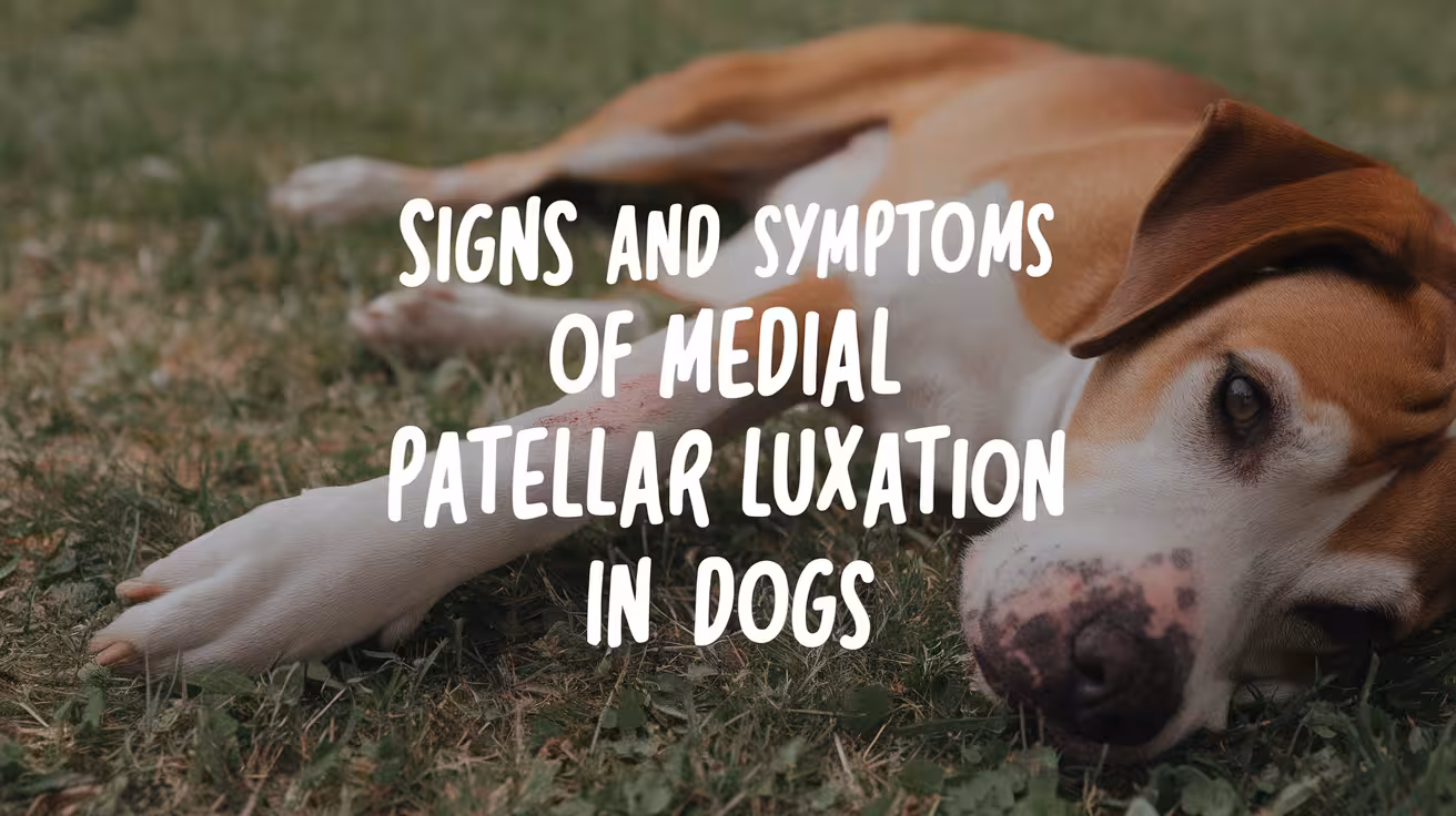 Signs and Symptoms of Medial Patellar Luxation in Dogs