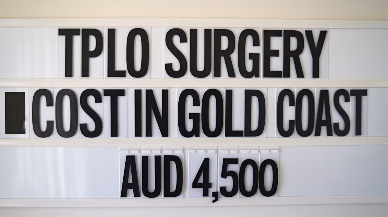 TPLO Surgery Cost in Gold Coast