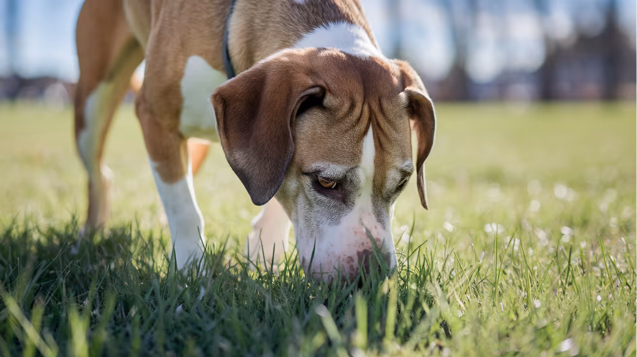 Comment les chiens attrapent l'infection MRSP