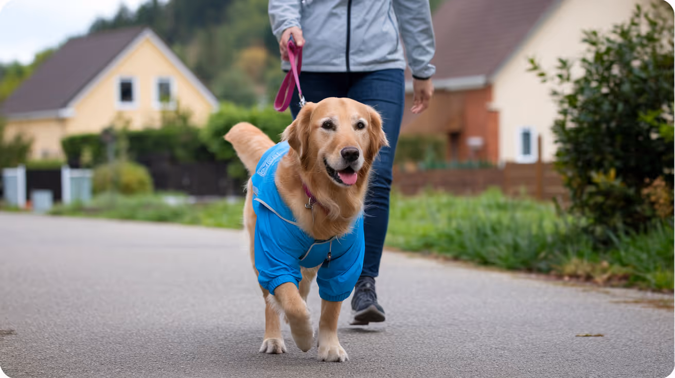 Cómo manejar infecciones recurrentes de MRSP en perros