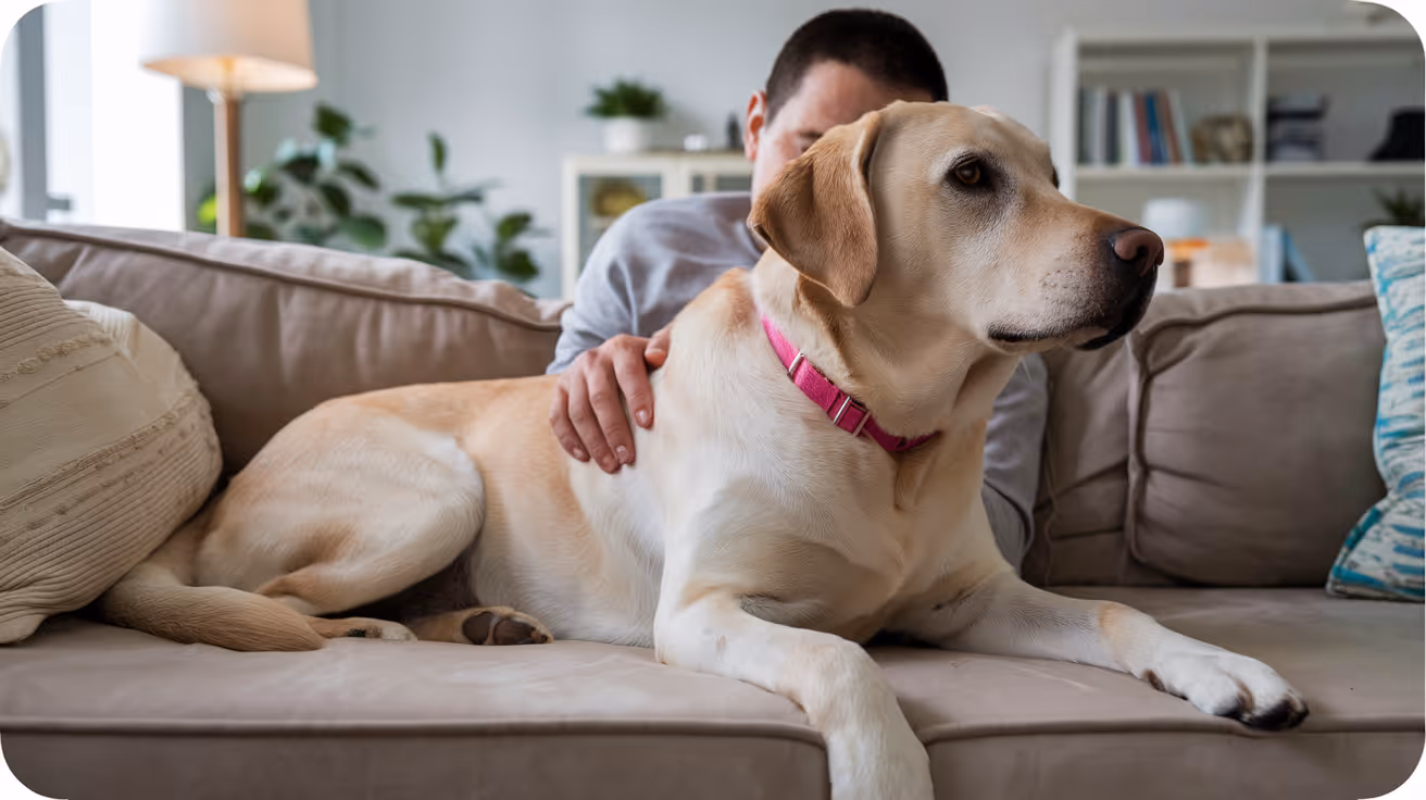 Post-Surgical Infections in Dogs: Causes, Signs, Treatment 