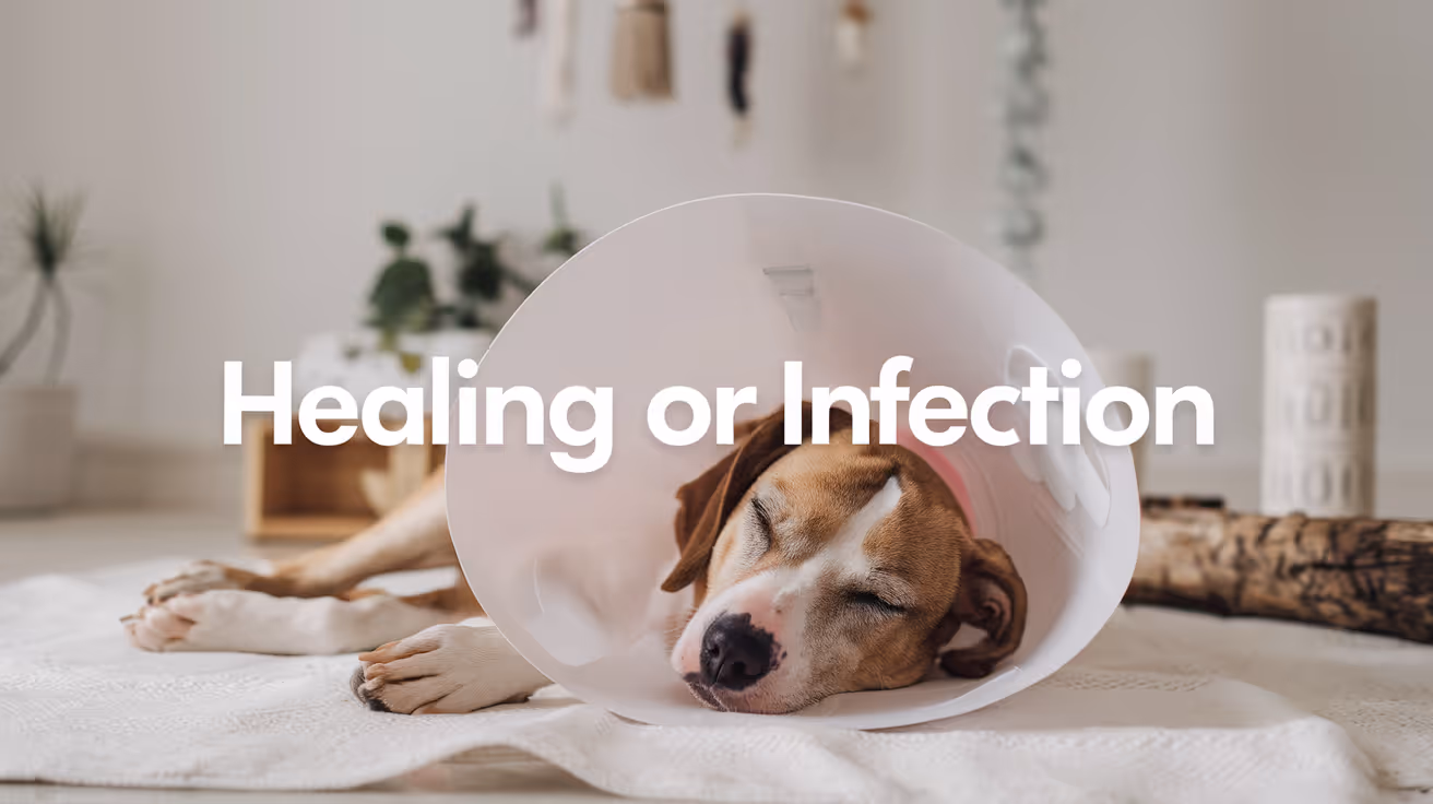 Healing vs Infection After Dog Surgery (What Owners Misread)