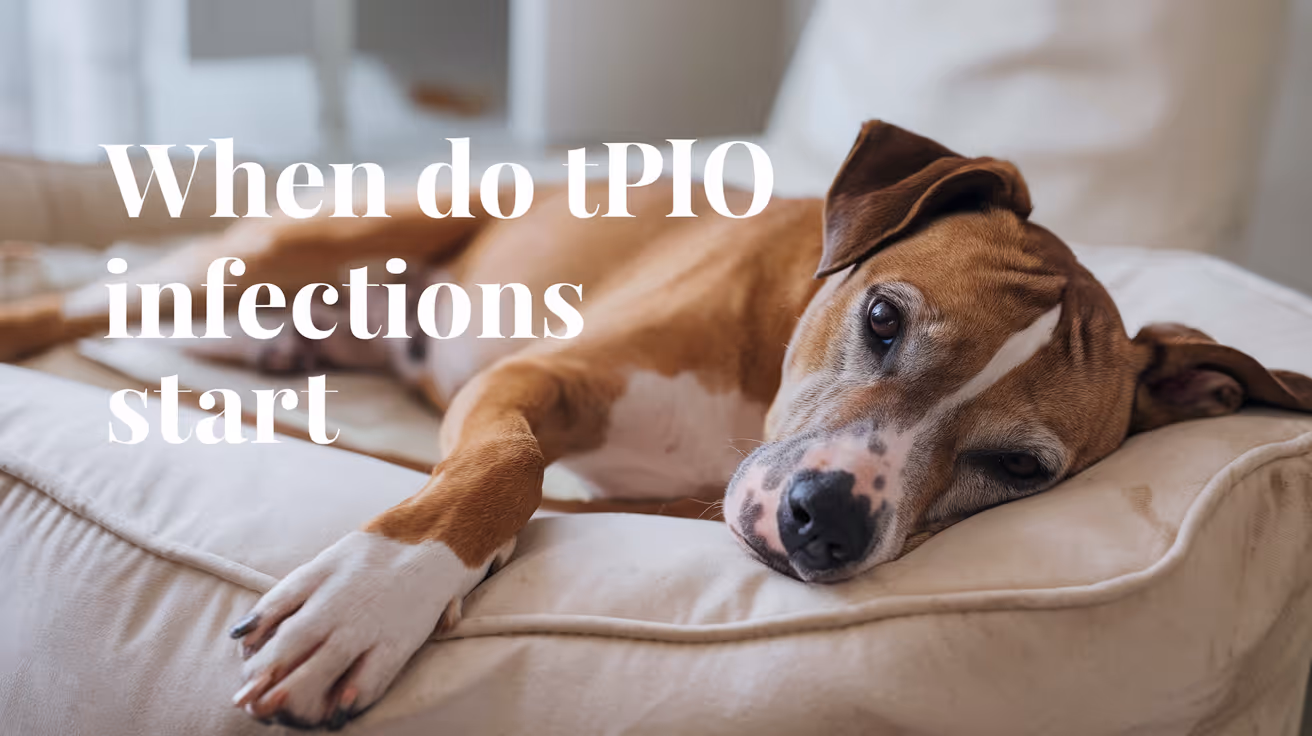 When Do TPLO Infections Usually Start After Surgery?