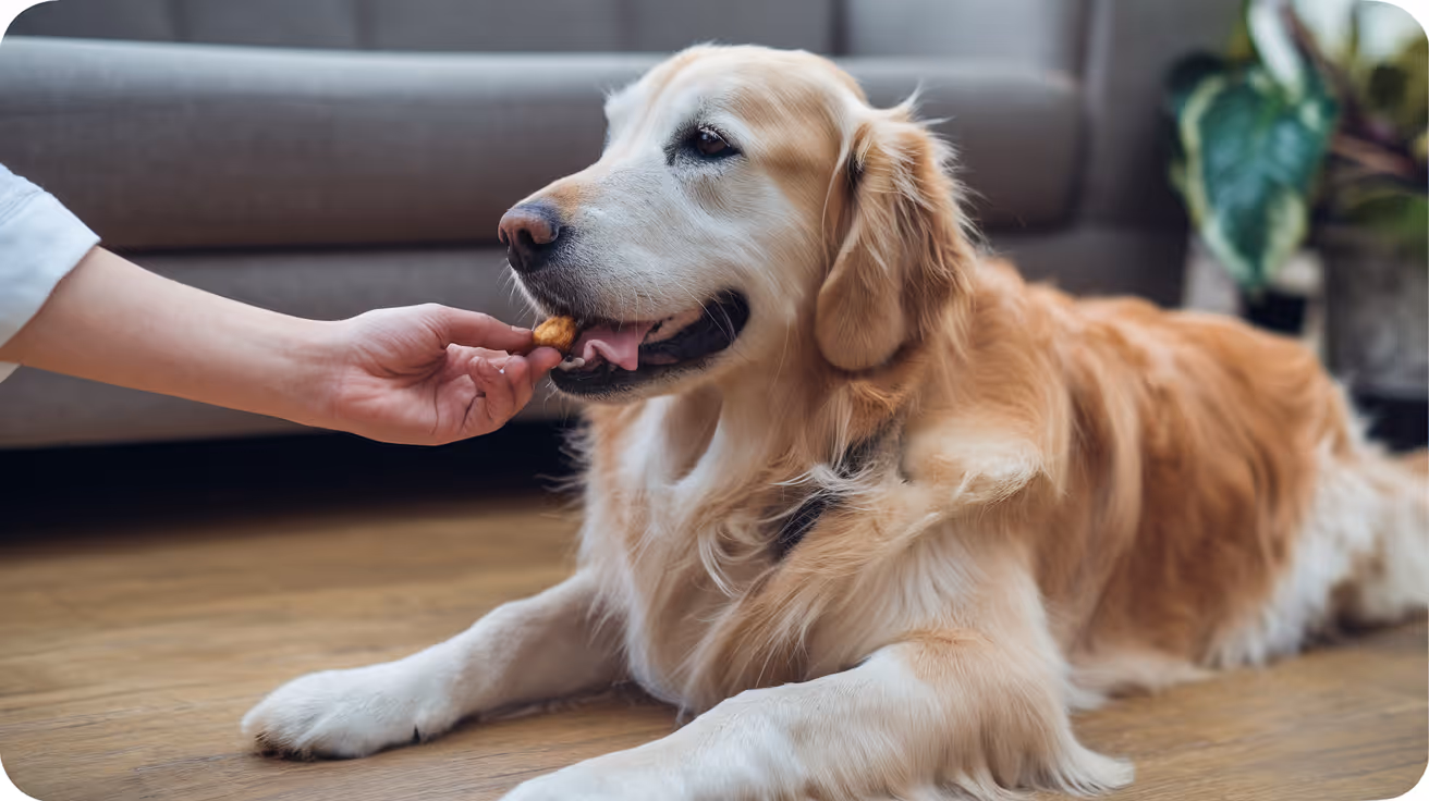 Dog Incision Infection Treatment: Antibiotics and Care