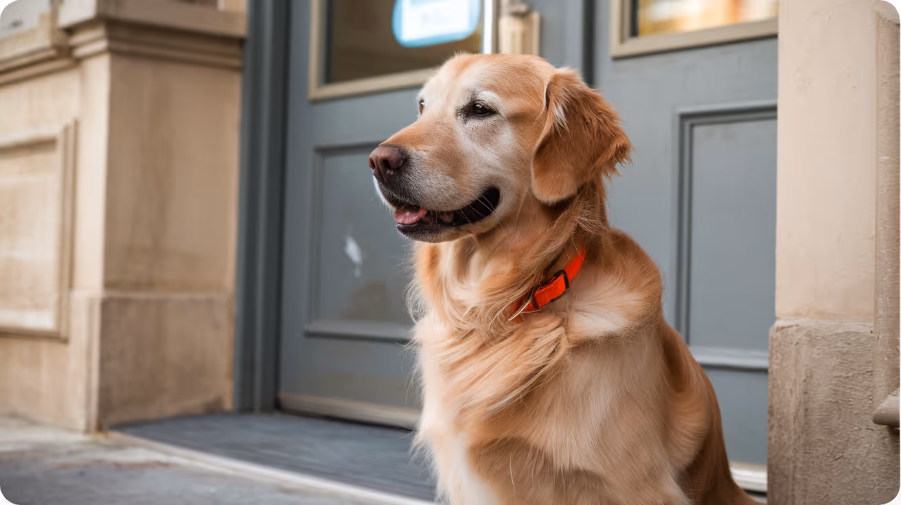 Diagnose von MRSP-Infektionen bei Hunden: Ein umfassender Leitfaden