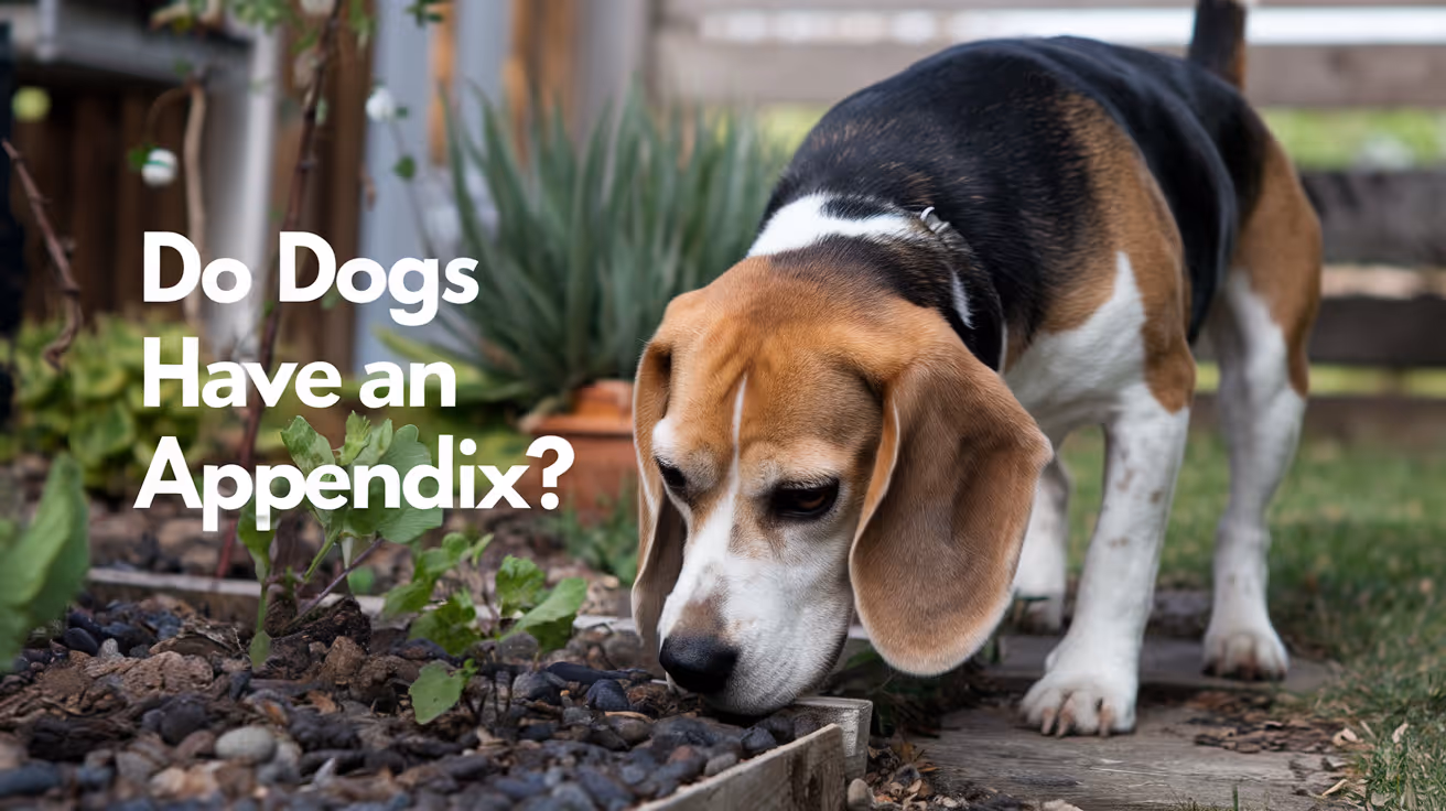 Do Dogs Have an Appendix?