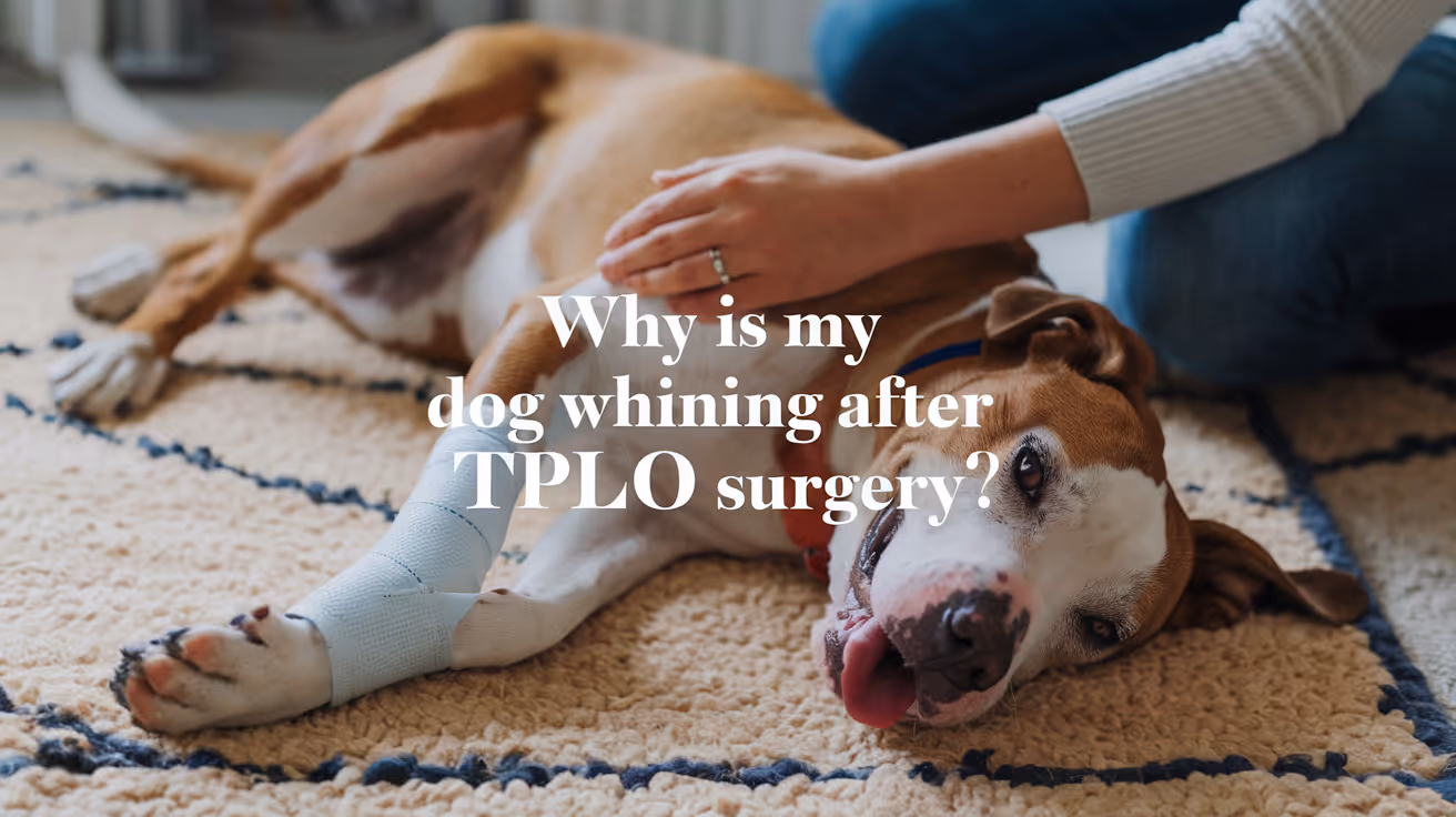 Dog Whining After TPLO Surgery: Causes and Care