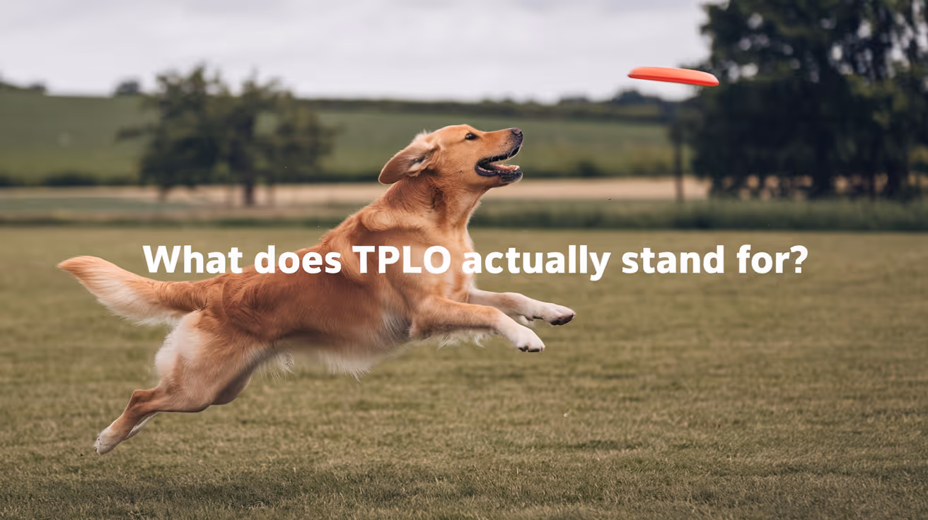 What Does TPLO Stand For in Veterinary Medicine?