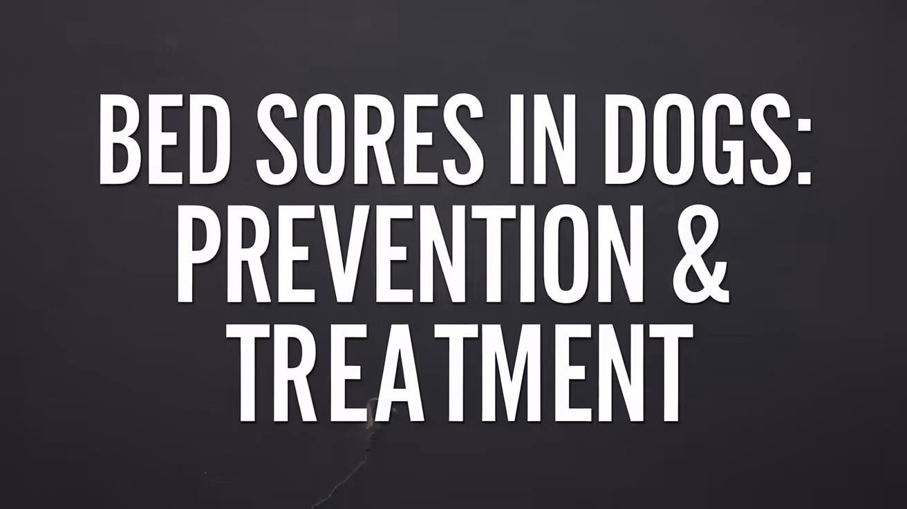 Bed Sores on Dogs Causes Treatment and Prevention