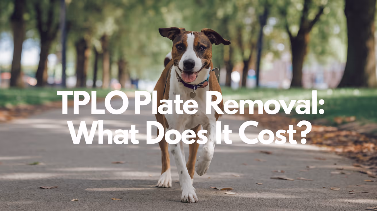 TPLO Plate Removal Cost Explained