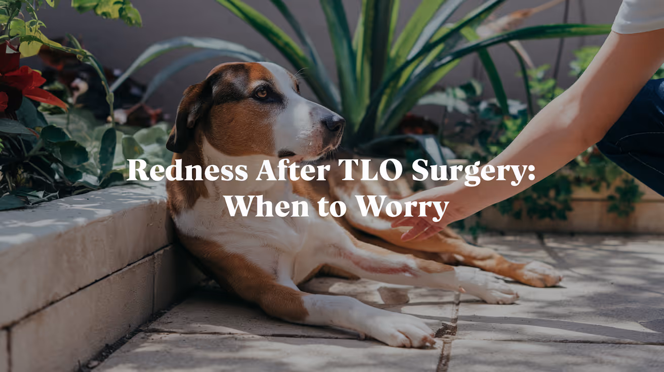Redness After TPLO Surgery in Dogs: Causes & Care