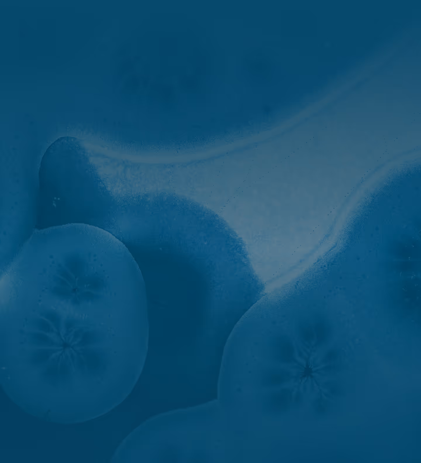 Close-up of translucent blue amoeba-like shapes with star-like centers on a gradient blue background.