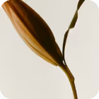 Close-up of a dried brown flower bud and stem against a light background.
