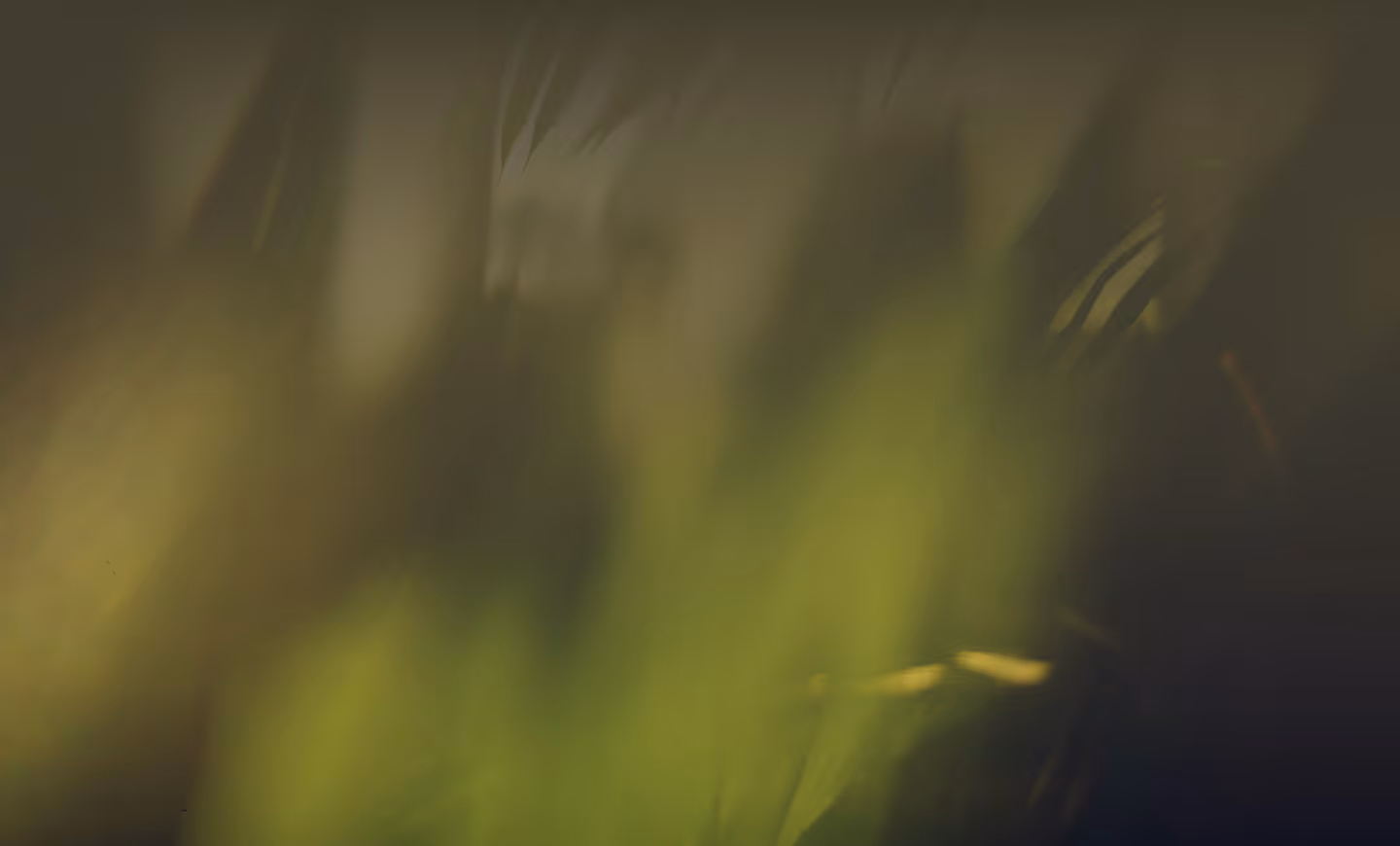 Blurry green and dark shapes with indistinct forms blending into a shadowy background.