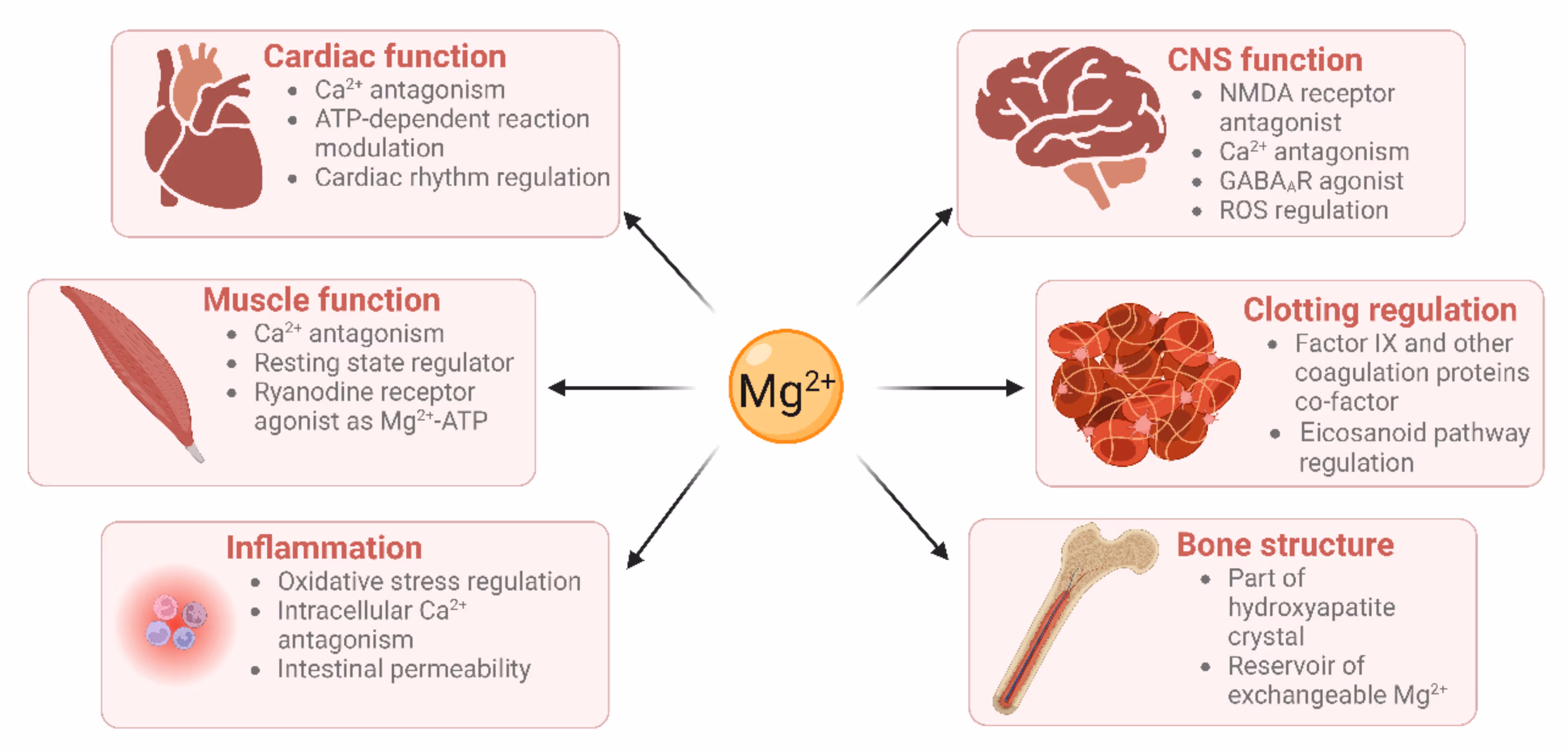 Magnesium Deficiency and Cardiometabolic Disease