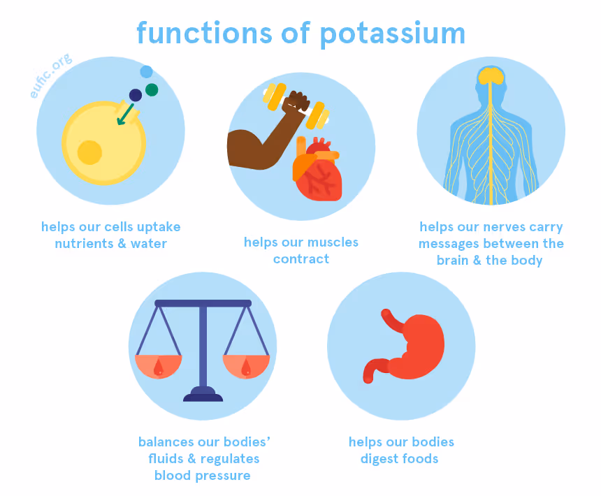 Potassium: foods, functions, how much do you need & more | Eufic