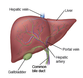 How the Liver Works - Stanford Medicine Children's Health