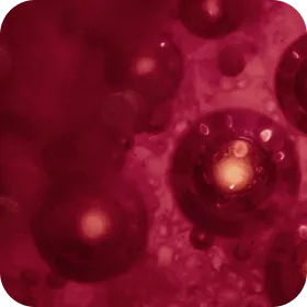 Full Advanced Bloods