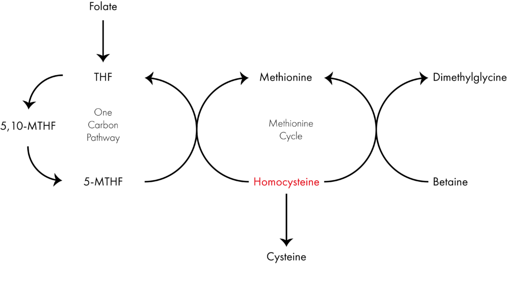 genetic methylation and MTHFR test