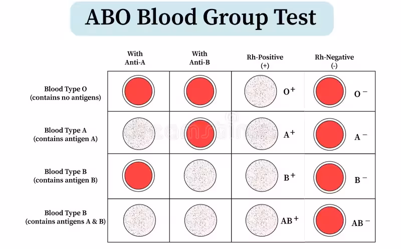 abo blood group test