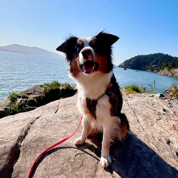 Kai's dog smiling at the camera, happy to be sitting on a large rock at the coast. Mountains in the distance.