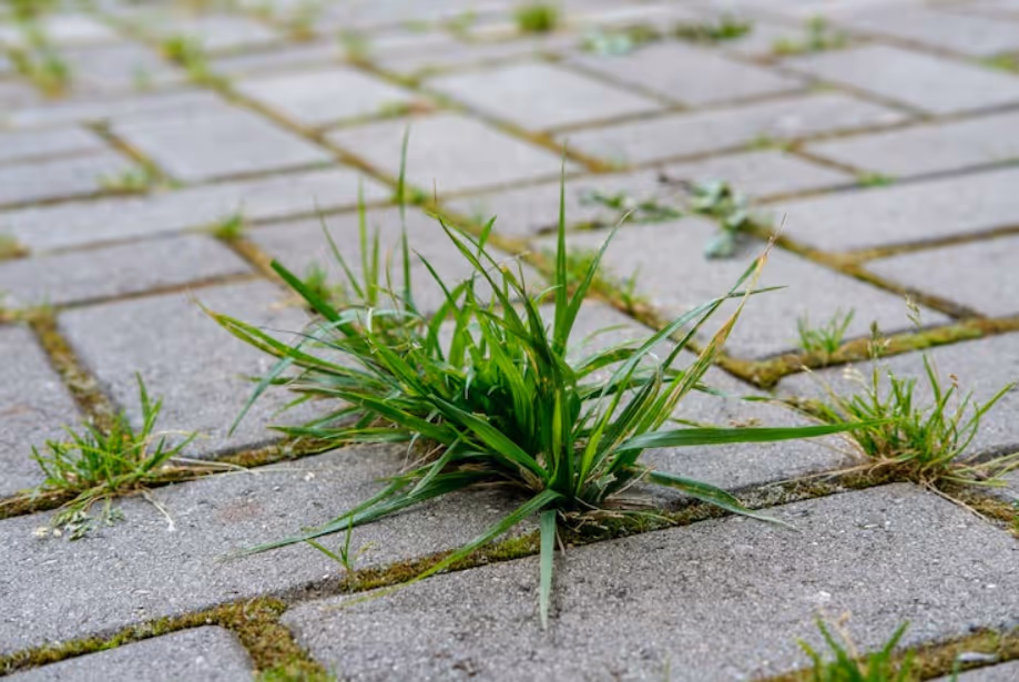 Removing Weeds Between Pavers in Doctor Phillips