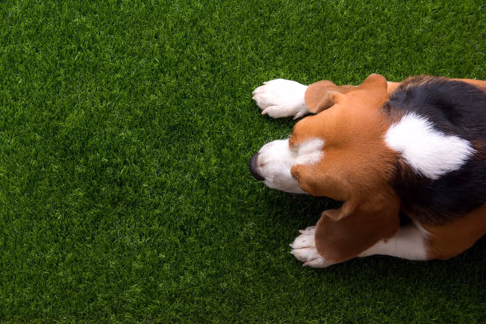 Pet-Friendly Turf Options in Doctor Phillips